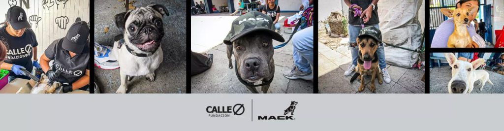 Banner de campaña de esterilización a perros de la calle